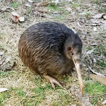 將圖片載入圖庫檢視器 ★現貨(24小時內出貨) 大阪天王寺動物園合作產品 黃金奇異鳥 娃娃(附 水果網袋)
